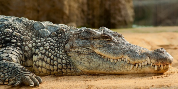 Крокодил схопив його за ногу. Він урятувався, бо… вкусив хижака за повіку